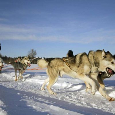 HuskySafari